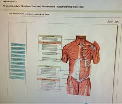 Subscribe to our free newsletters to receive latest health news and alerts to your email inbox. Axial Muscles A Art Labeling Activity Muscles Of Chegg Com