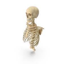 Rib cage anatomy the rib cage, shaped in a mild cone shape and more flexible than most bone sets, is made up of varying elements such as the thoracic vertebra, 12 equally paired ribs, costal cartilage, and held together anteriorly by the sternum. Human Rib Cage Spine Male Skull Clavicle And Scapula Bones Anatomy Png Images Psds For Download Pixelsquid S11301185e