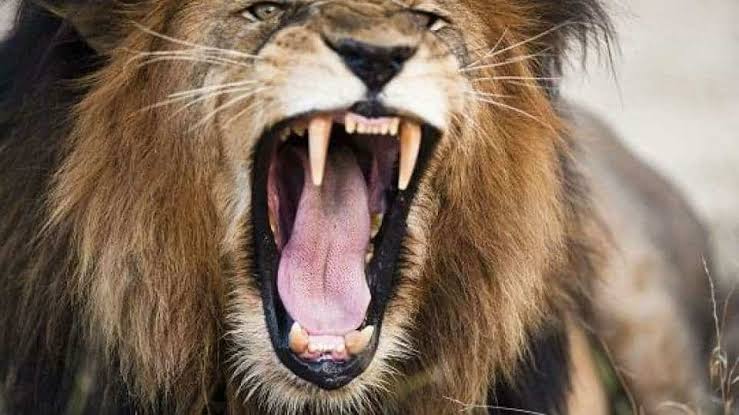 Lion