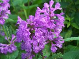 Image result for Tristachya superba