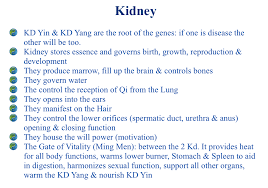 The Functions Of The Zang Organs In Tcm Acupro Academy Acupuncture Craniosacral Therapy Tcm