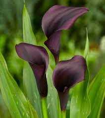 Image result for Zantedeschia