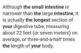 Simply use our calculator above, or apply the formula to change the length 7.5 ft to m. How Much Longer Is Your Small Intestine Answer 7 5 Meter Is Long Brainly In