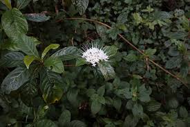 Image result for Pavetta sp. A