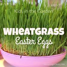 Where can i buy one of the ways you can drink wheatgrass is by purchasing a flat and juicing it yourself. Wheat Grass Easter Eggs Kids Project Western Garden Centers