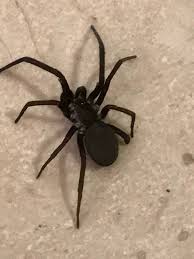 However, wolf spiders do not build webs to capture prey. Female Kukulcania Hibernalis Southern House Spider In New Orleans Louisiana United States