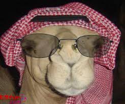 Funny camel wednesday dayhappier than a camel on wednesday hump day funny quotes quote lol funny quote funny quotes days of the week humor i day camellovethispic is a place for people to share hump day camel pictures images and many other types of photos our committed community. Camel Funny Quotes Quotesgram