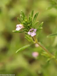 Image result for Satureja