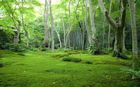 Pin By Niranjan Korah On Into The Wild Green Nature Forest Wallpaper Forest Background