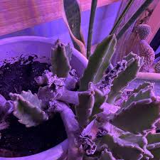 Image result for Geigeria schinzii