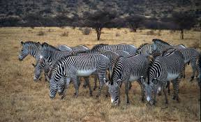 Here you'll find a list of ten of the most endangered animals. Endangered Animals In Africa Rare Endangered Wildlife How To Help
