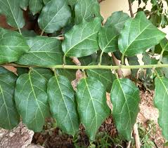 Image result for Combretum microphyllum