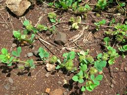 Image result for Medicago polymorpha