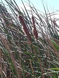 Image result for Typha domingensis