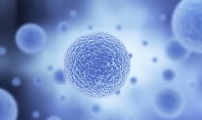 To form a multicellular organism, a zygote must divide many times in a process called 2. Zygote Formation In Humans