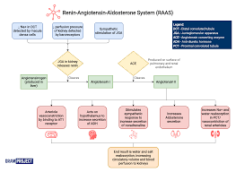 Maybe you would like to learn more about one of these? Flowchart Of The Function Of The Renin Angiotensin Grepmed