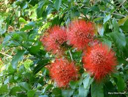 Image result for Xylotheca tettensis