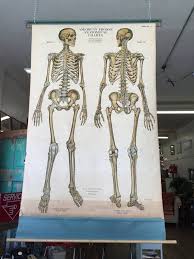 skeleton chart