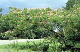 Image result for Albizia
