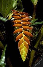 Pin On Tropical Flowers Beautiful Flowers