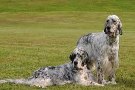 See more ideas about english setter puppies, english setter, puppies. English Setter Puppies For Sale From Reputable Dog Breeders