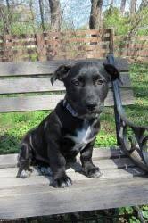 Black lab needs love and attention. Petdetail Petfinder Rescue Puppies Puppies Puppy Adoption
