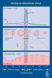 female reproductive system cleveland clinic