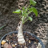 Image result for Corallocarpus welwitschii