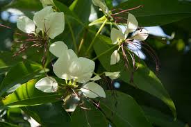 Image result for Crateva