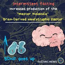 Brain Derived Neurotrophic Factor Or Bdnf For Short Is A Naturally Occurring Growth Hormone That Is Responsibl Intermittent Fasting Growth Hormone Hormones