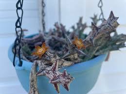 Image result for Orbea schweinfurthii