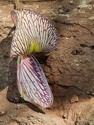 Image result for Ormocarpum zambesianum