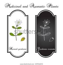 Image result for Gardenia cornuta