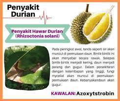 Hari ini admin akan kongsikan penyakit ini dan cara untuk merawatnya. Baja Pokok Penyakit Pokok Durian Cc Pertanian Satu Facebook