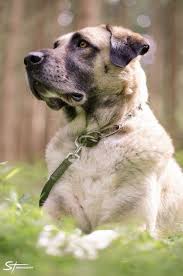 Photo Sirin The Kangal Dog By Steve Troger On 500px Kangal Dog Anatolian Shepherd Dog Koolie Dog