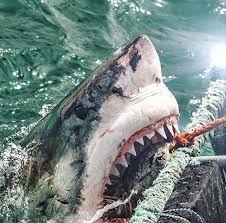 Action Shot Photographed By Andre Roux Shark Photographer Great White Shark Shark Fishing Shark Pictures