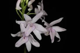 Image result for Polystachya melanantha