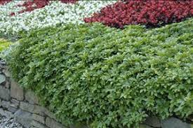 Image result for Pachycarpus firmus