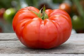 The meaty flesh and classic beefsteak flavor of this organic tomato makes it an ideal tomato for eating fresh or slicing for sandwiches. Tomatoes Cagey Moss Greenhouses