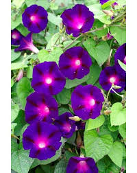 Morning Glory Knowlians Black Morning Glory Flowers Flower Seeds Garden Vines