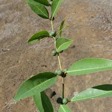 Image result for Polysphaeria