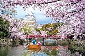 Worldly Relations From Ireland To Japan Cherry Blossom Japan Cherry Blossom Season Japan Cherry Blossom Season