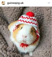 Pin On Animals