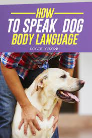 How To Speak Dog Body Language Dogs Have A Language All Their Own This Is Helpful On How To Communicate With Your Dog Dog Body Language Dog Behavior Dog Care