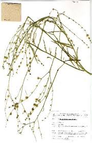 Image result for Limeum sulcatum