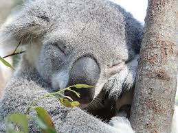 Our handmade lava stone & reclaimed cedarwood bracelet is leading the fight to restore the region's devastated koala. Koala Photo Currumbin Wildlife Sanctuary