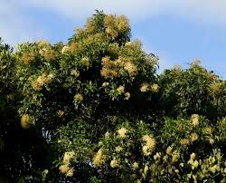Image result for Nuxia floribunda