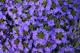 Image result for foto Vějířovka