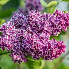 Image result for Salacia congolensis