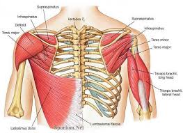 Ucretsiz Fitness Programlari Bilimsel Destekli Sporium Net Yoga Anatomisi Fitness Programlari Supraspinatus